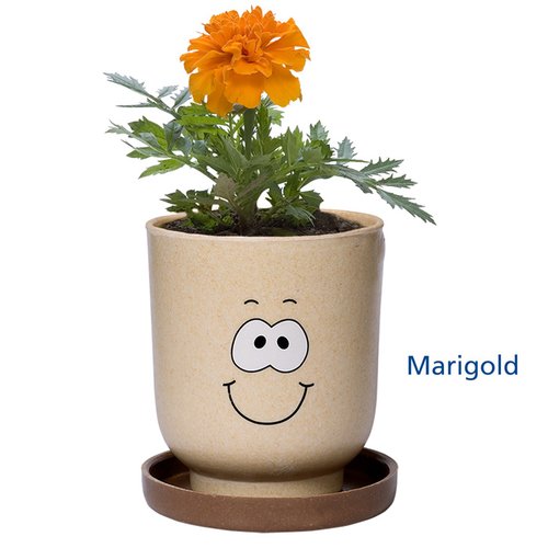 Additional Image 6 - a plant in a pot