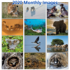 Additional Image 1 - a collage of different animals