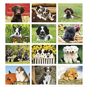 Additional Image 1 - a collage of different animals