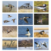 View Image 2 of 3 of Waterfowl Calendar - Stapled