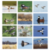 View Image 2 of 3 of Waterfowl Calendar - Spiral
