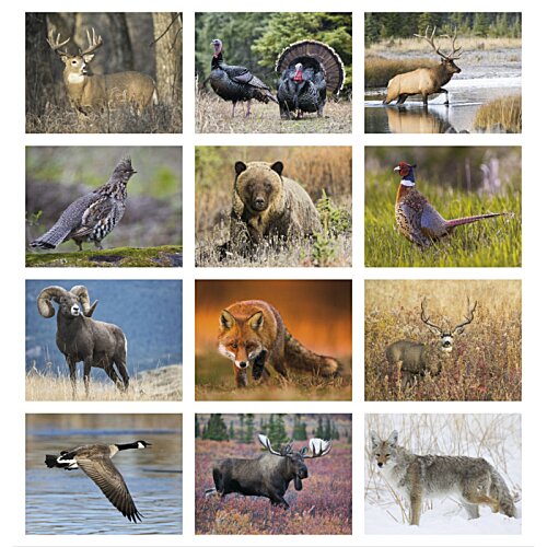 Additional Image 1 - a collage of different animals