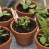 Additional Thumbnail Image 7 - a group of potted plants