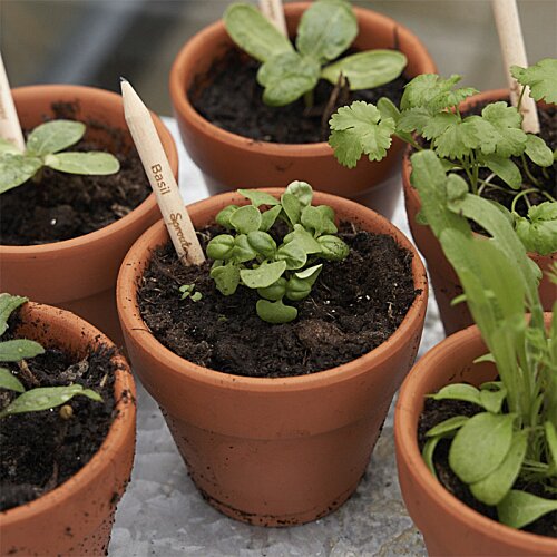 Additional Image 7 - a group of potted plants