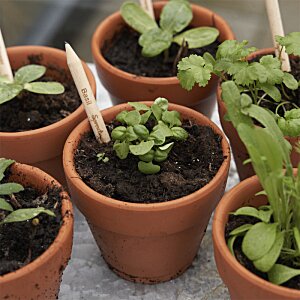 Additional Image 7 - a group of potted plants