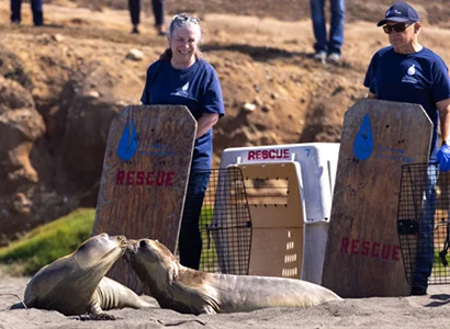 Marine Mammal Center volunteers working with animals