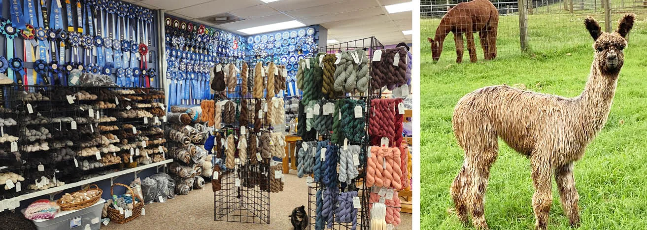 alpaca yarn items in a store and an alpaca standing in a field
