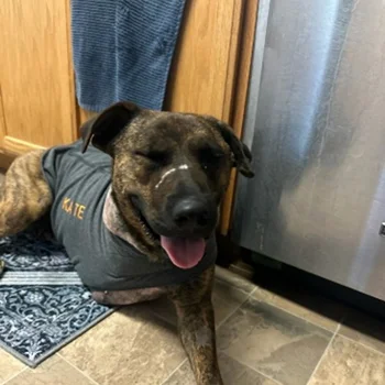 disabled dog with a t-shirt