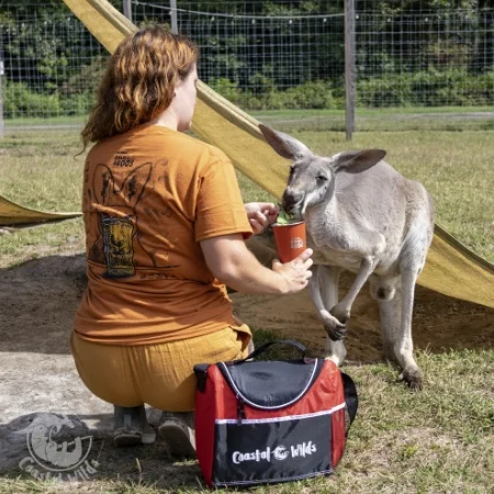 Kneeling person feeding a kangaroo by hand.