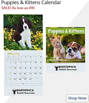 Puppies & Kittens Calendar