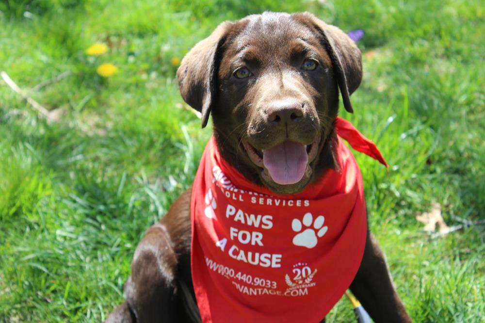 Customer photo from Agatha of our Pet Bandana - Large, a dog wearing a red bandana