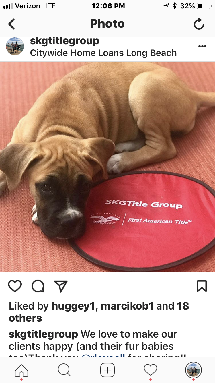 a dog lying on a red carpet