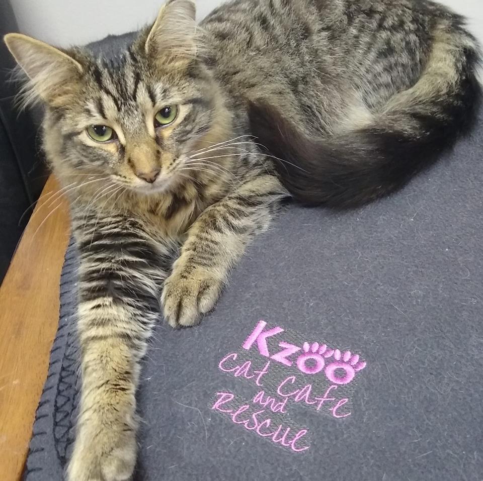 Customer photo from Abbey of our Fleece Stadium Blanket, a cat lying on a blanket