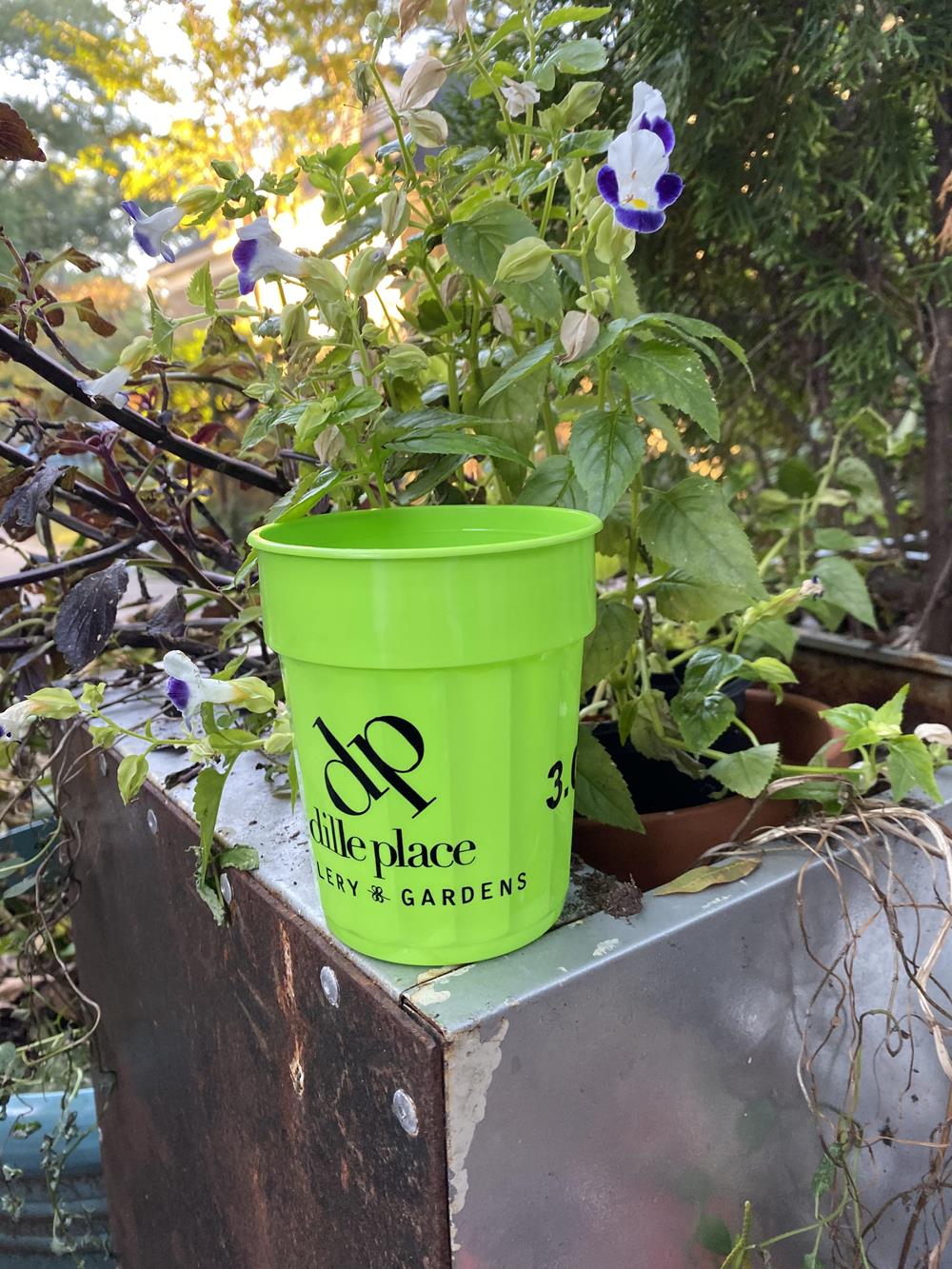 Customer photo from Robert of our Stadium Cup - 16 oz. - Fluted, a green pot with purple flowers