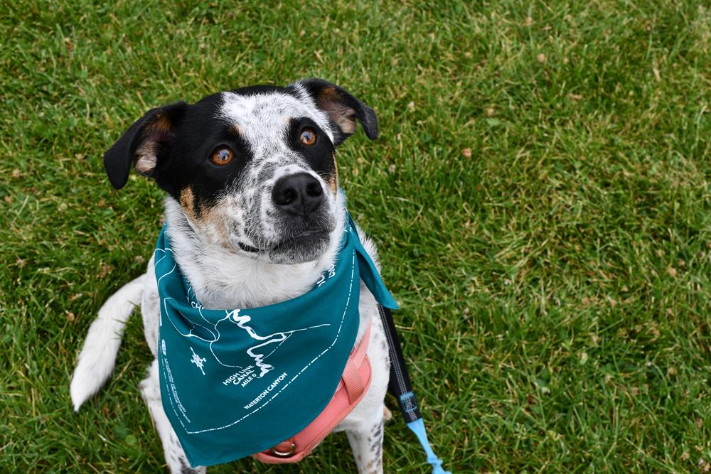 a dog sitting on grass looking up