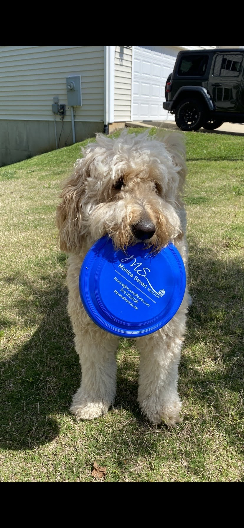 a dog holding a blue frisbee in its mouth