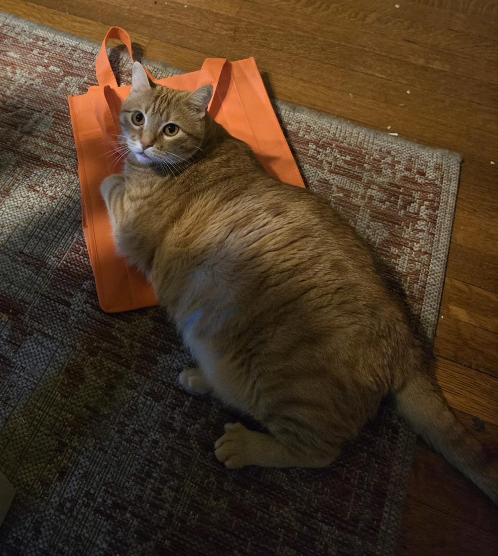 Customer photo from Jenny of our Big Thunder Tote - 15" x 13", a cat lying on a rug