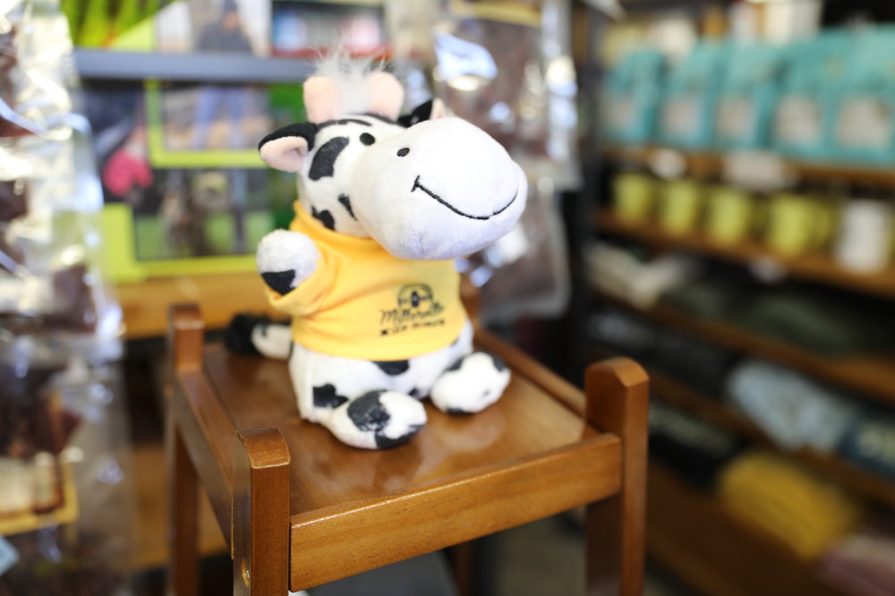 Customer photo from Jody of our Bean Bag Buddy - Cow, a stuffed cow on a chair