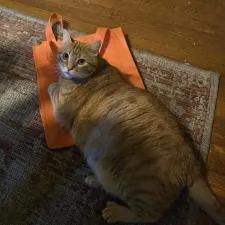 Customer photo from Jenny of our Big Thunder Tote - 15" x 13", a cat lying on a rug